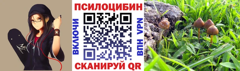 Псилоцибиновые грибы Psilocybe Питкяранта